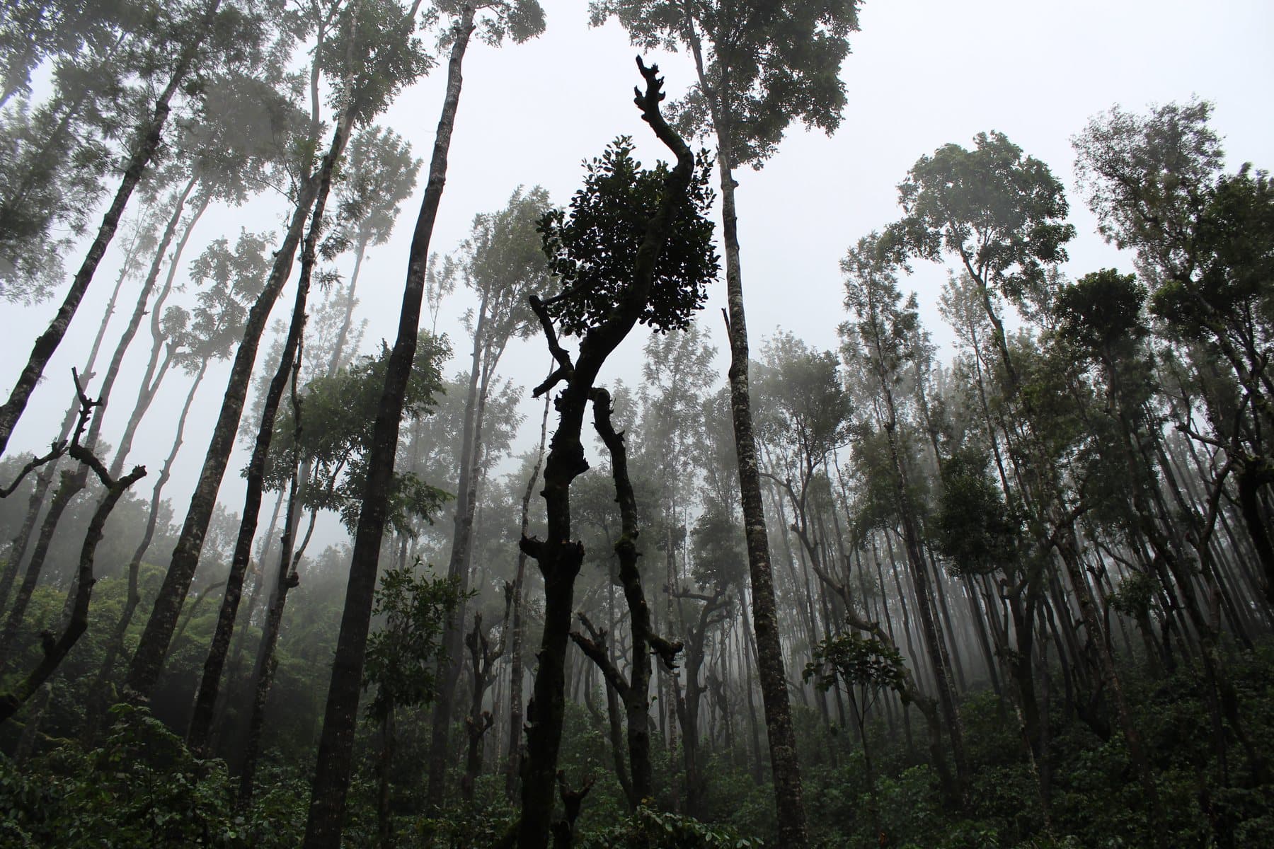 Chikmagalur Sunrise Trek — Chikmagalur