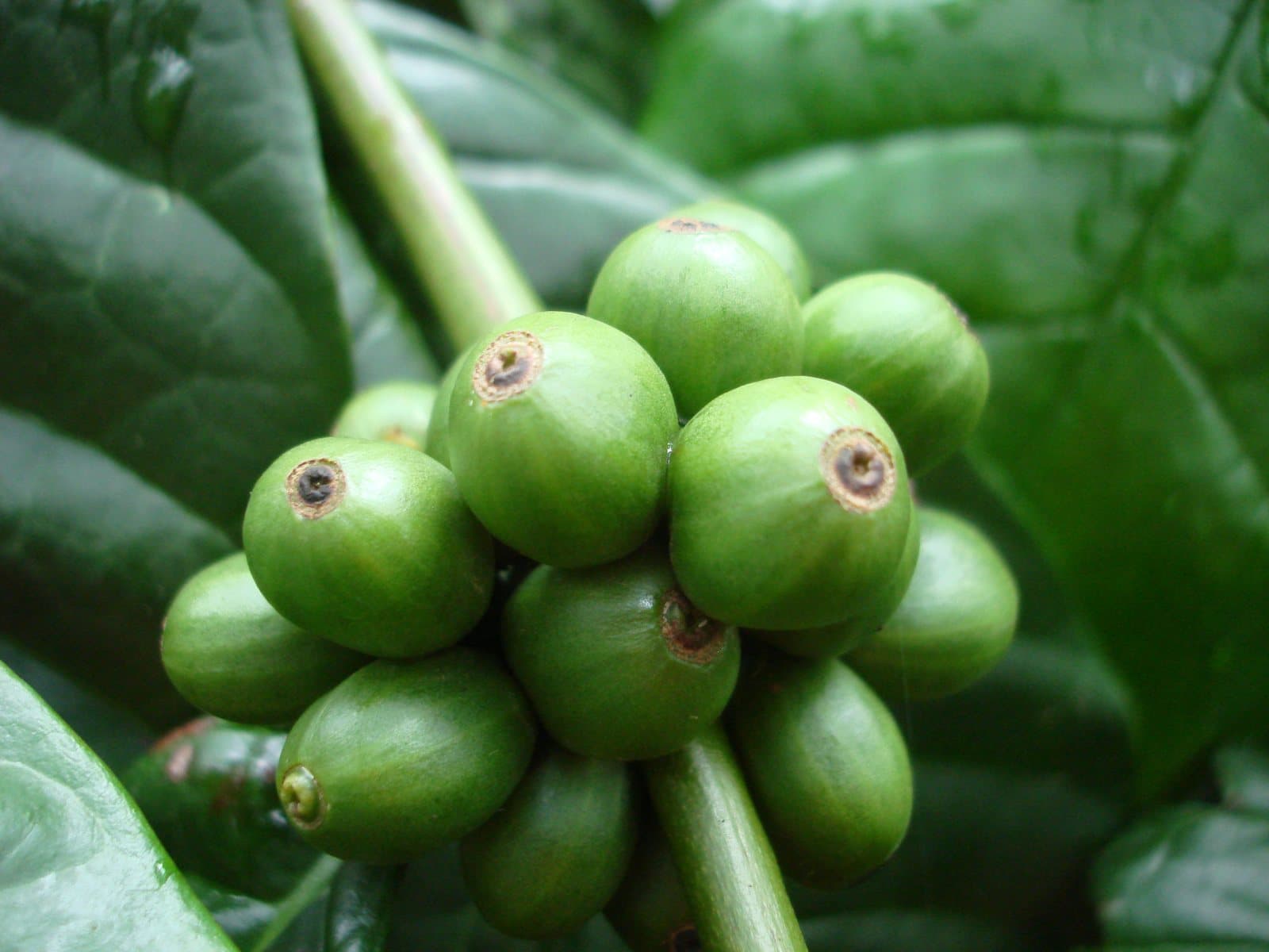 The Coorg Coffee Trail — Coorg