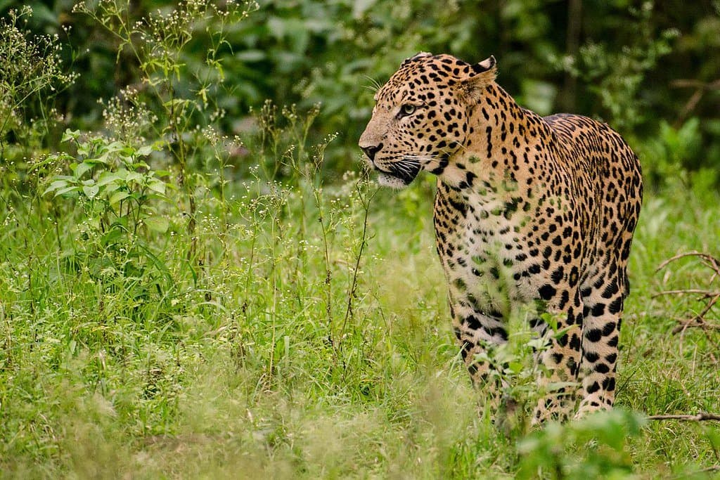 Kabini Wild Mornings — Kabini