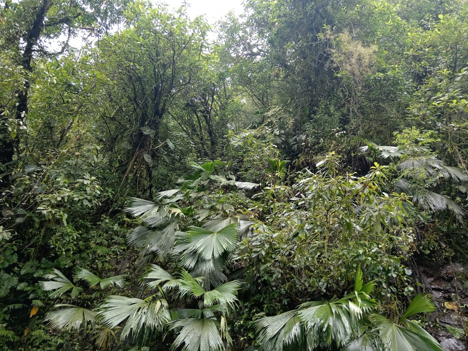 The Forest Hours — Days where the loudest thing is the canopy.