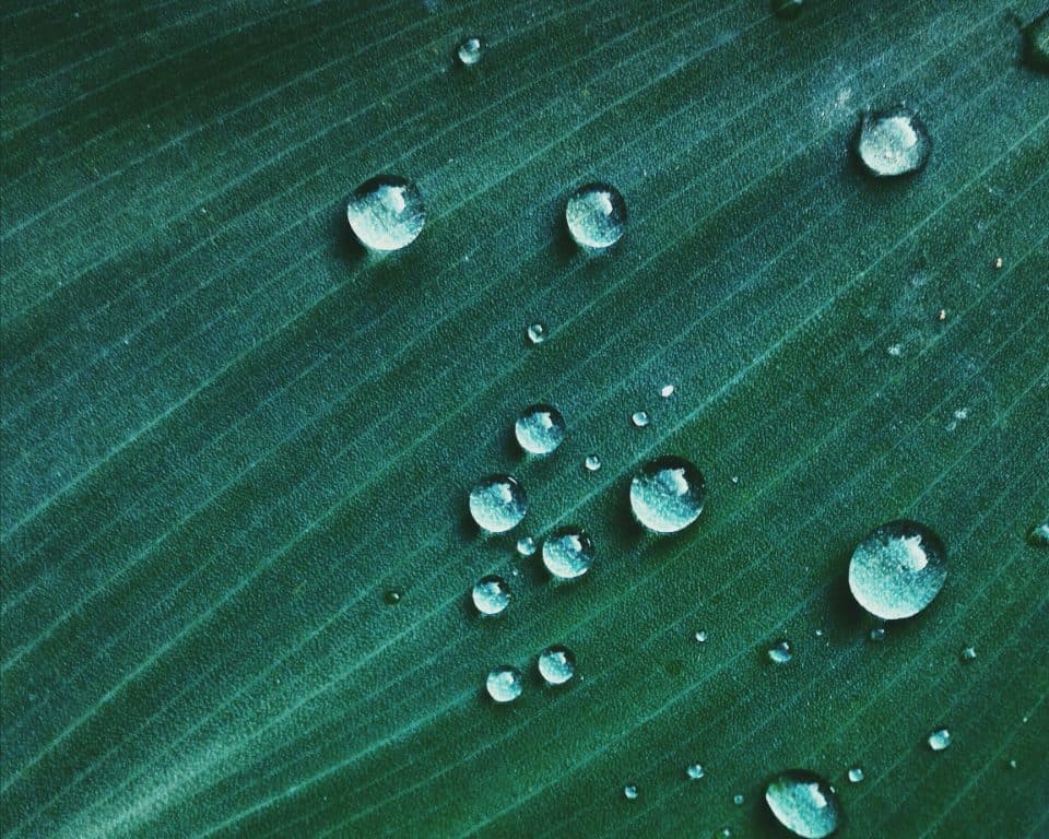 Packing for the Rains: A Field Guide