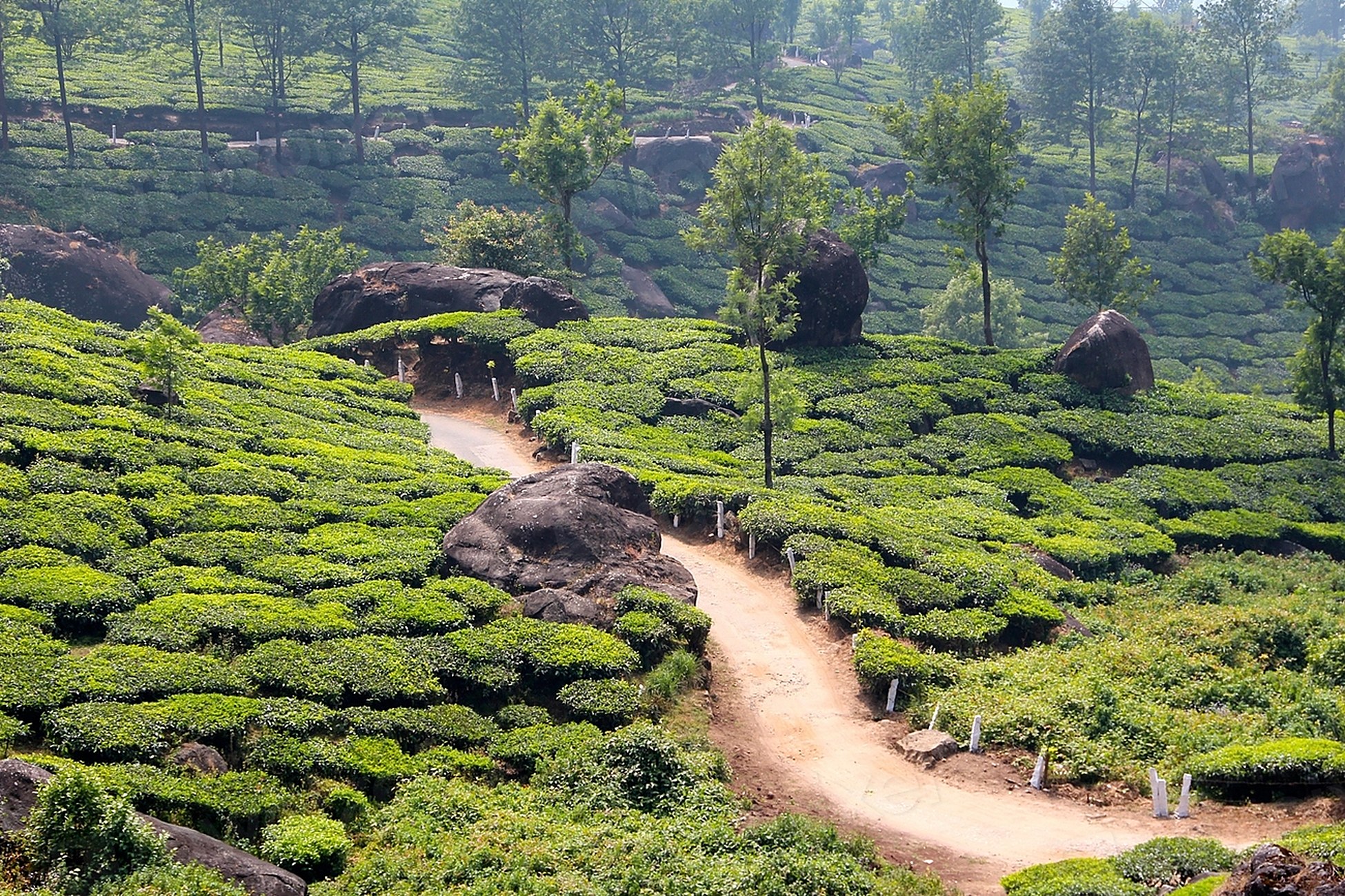 Sunlit tea gardens in Munnar with a winding path through green hills